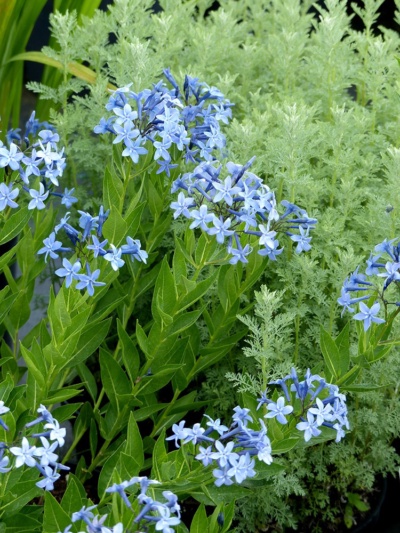 Amsonia deals blue ice